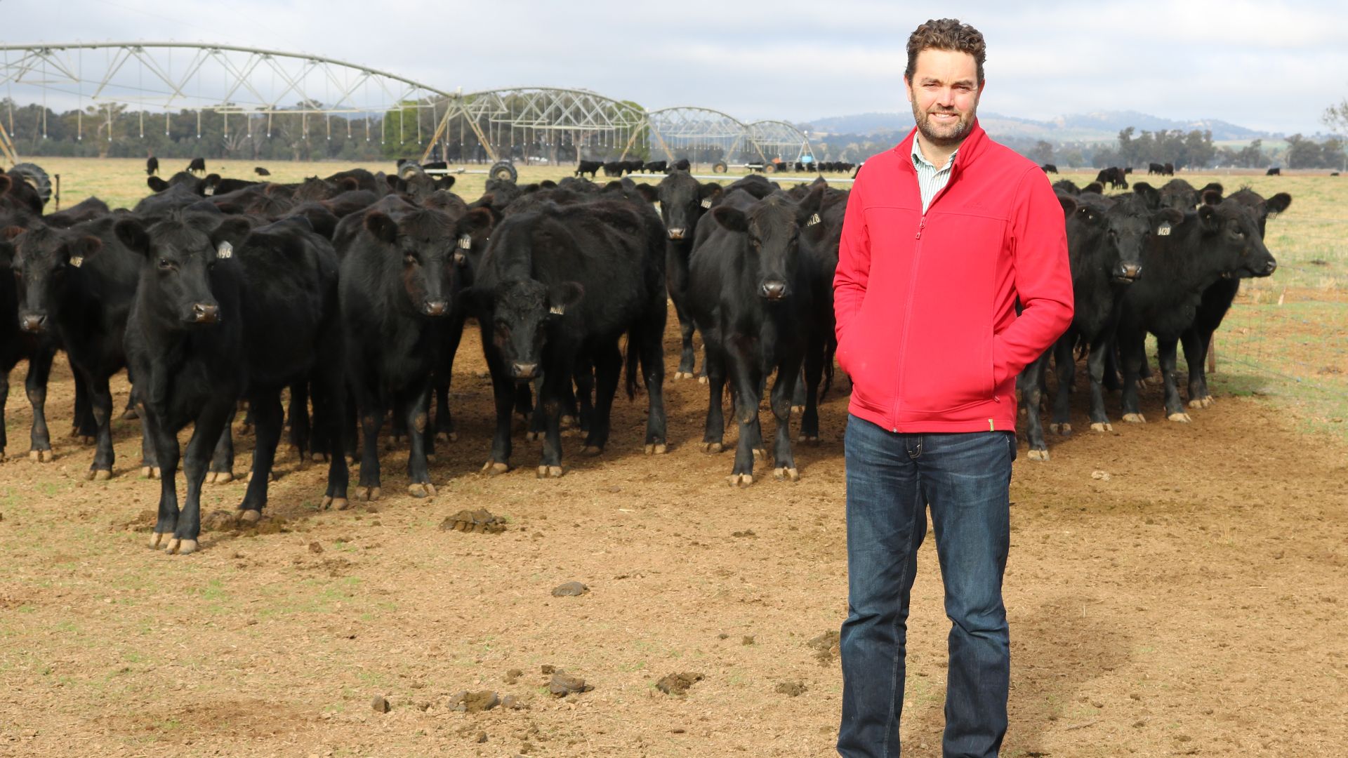 Webinar explores how dual purpose crops can ‘beef-up’ winter feed options 