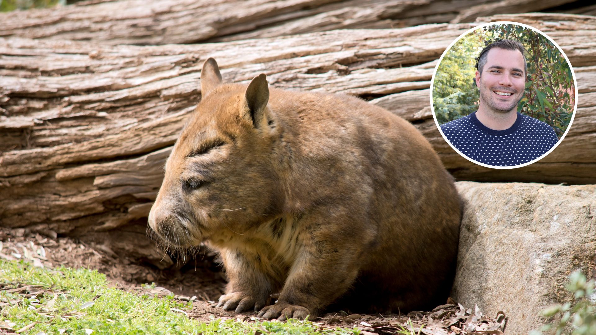 Cameras reveal wombat burrows can be safe havens after fire and waterholes after rain 