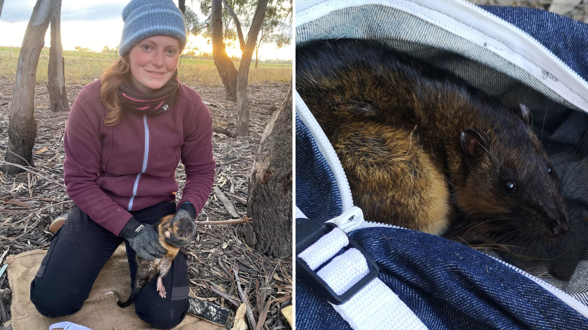 Research reveals presence of elusive Australian water rat in Yanco Creek system 