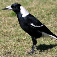 Australian Magpie (<em>Gymnorhina tibicen</em>) Wiradjuri - garru.