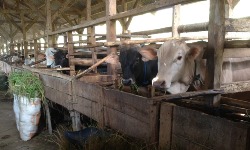 Insight into Indonesian beef industry