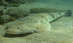 Reproductive mysteries of the dusky flathead 