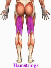 Hamstring muscles