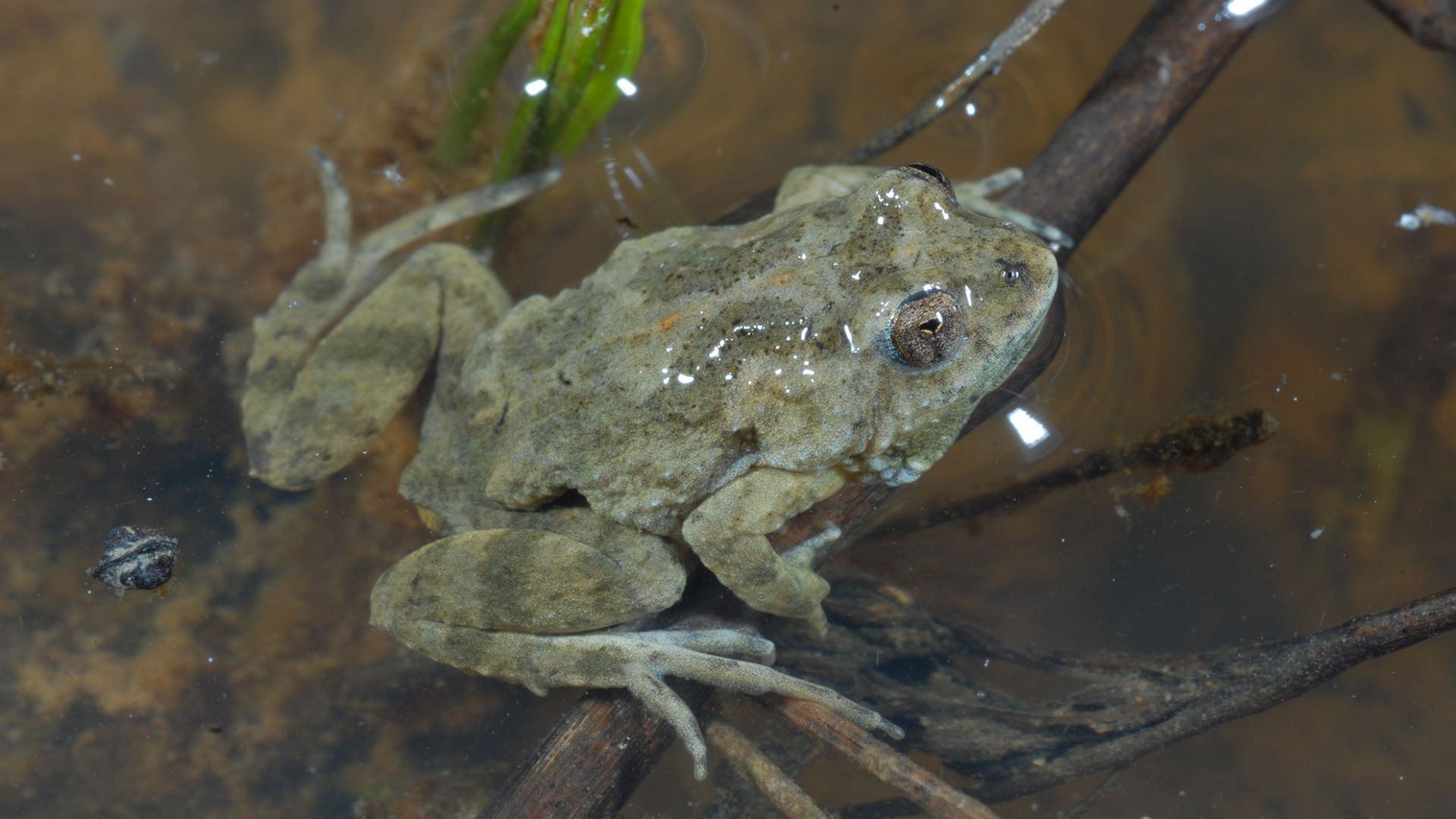 Charles Sturt helps Albury’s endangered Sloane’s froglet this National Tree Day 