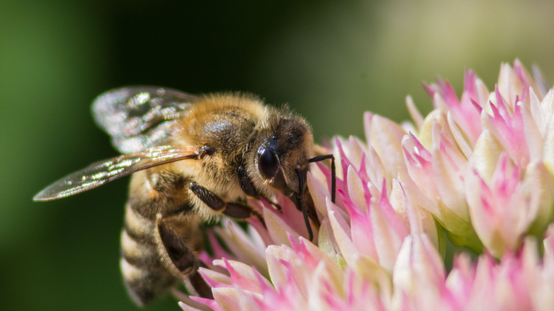 Pollinator garden aims to bolster biodiversity and protect the food supply