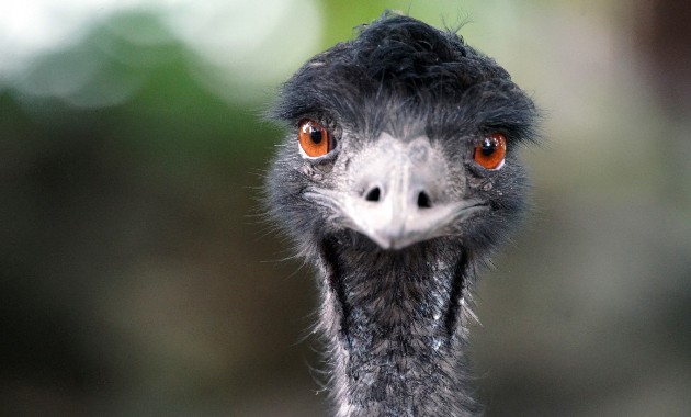 What is avian flu, the disease afflicting viral TikTok emu Emmanuel? 