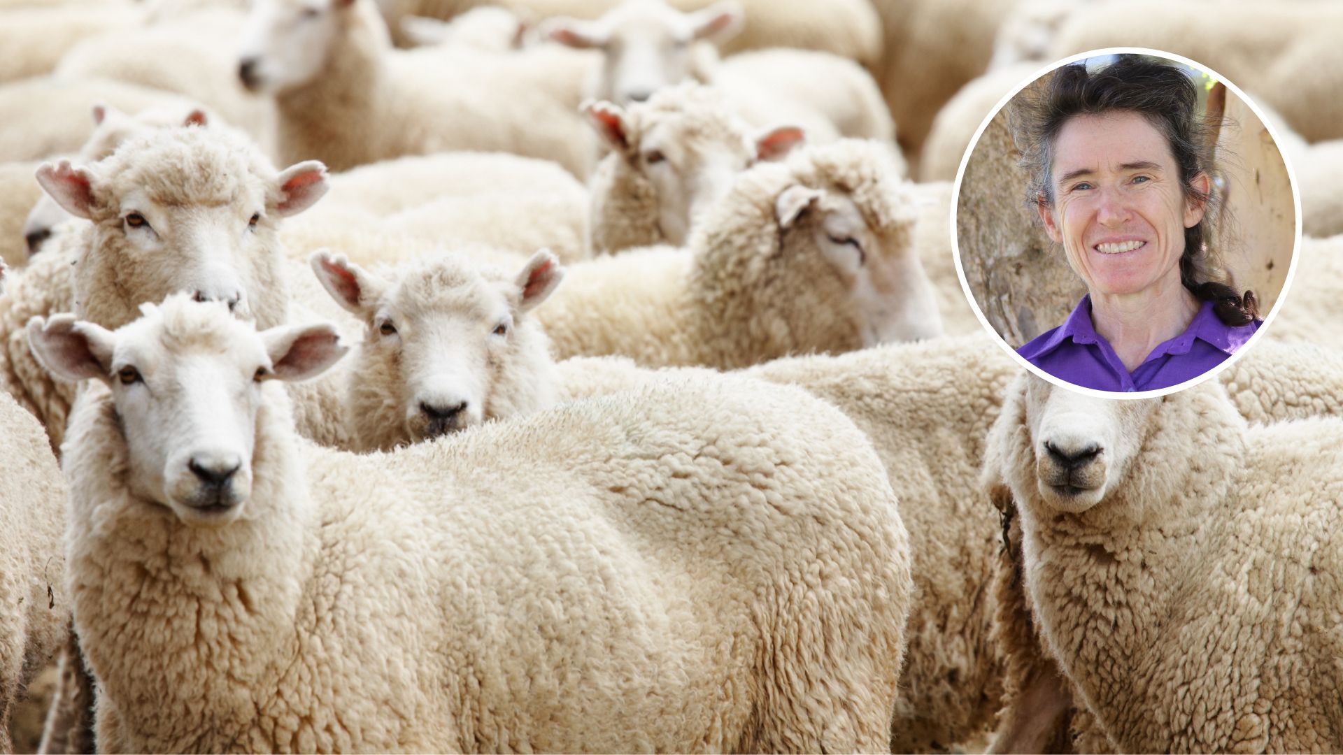 New research reveals feeding frequency had no effect on containment-joined ewes 