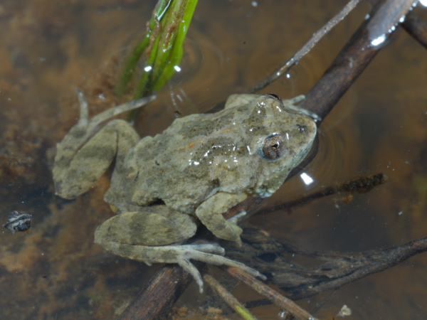 Sloanes froglet in water