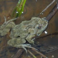 Flagship species Sloane’s Froglet (<em>Crinia sloanei</em>) is vulnerable. Wiradjuri name - marbirra.