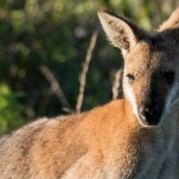 Swamp Wallaby (<em>Wallabia bicolor</em>)