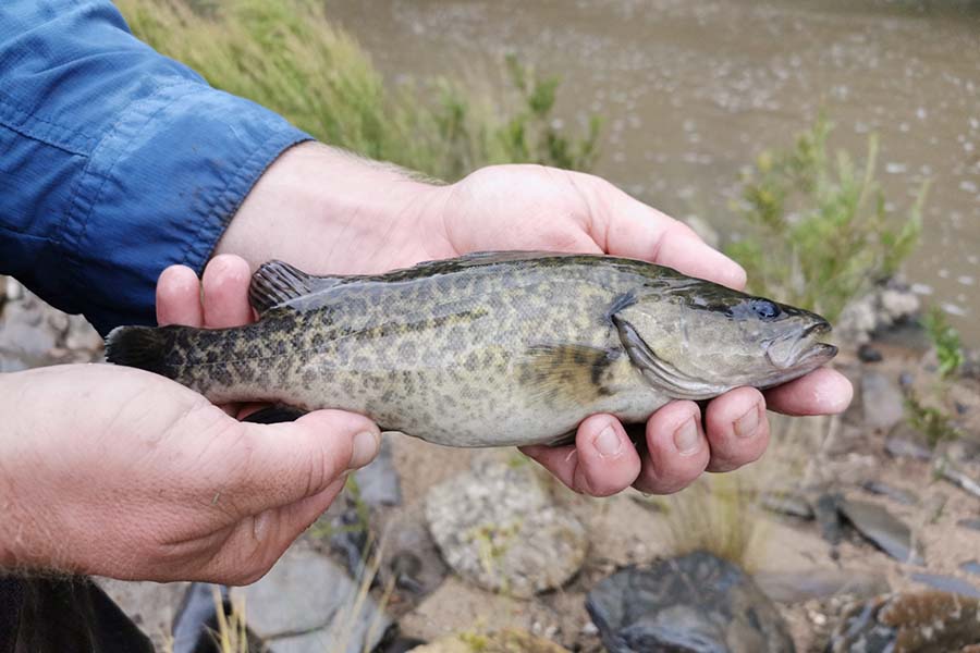 Researcher holding a fish.